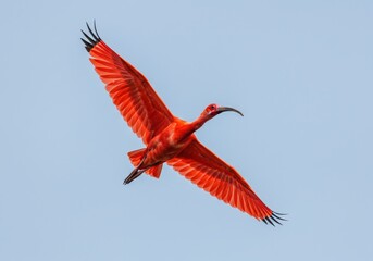 An authentic and realistic scarlet ibis in flight