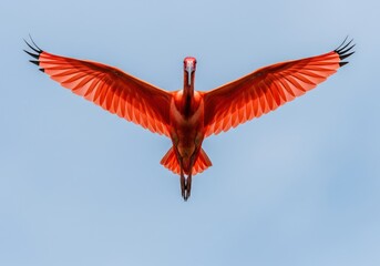 An authentic and realistic scarlet ibis in flight