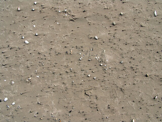 Aerial view of sandy beach with scattered seashells and small rocks. A minimalistic coastal texture...
