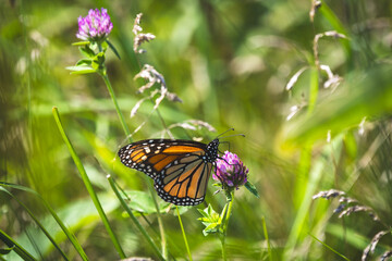 Monarch Butterfly on Pink Clover Surrounded by Green Foliage
