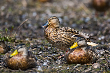 Three hen Mallard ducks with the middle duck in sharp focus. 
