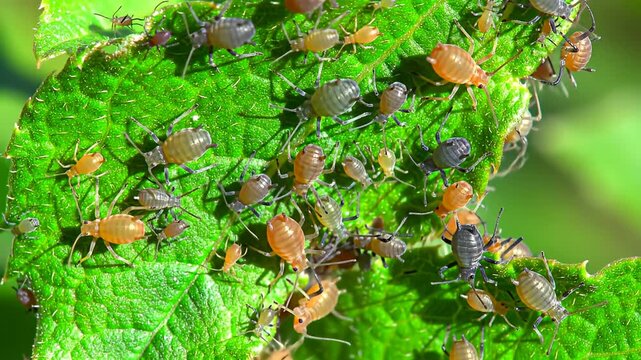 Aphids swarm on a vibrant green leaf, various colors and sizes