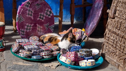 Tortoiseshell cat sitting in a display in front of a souvenir shop in the medina in Chefchaouen, Morocco