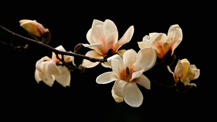 Elegant magnolia blossoms on a delicate branch, isolated on a stark black background, showcasing natural beauty.