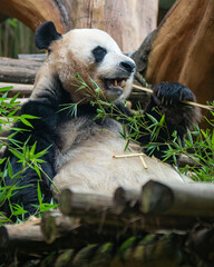 Panda eating a bamboo