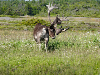 Male Woodland Caribou grazing in the summer shrubs and lichens in the late afternoon 