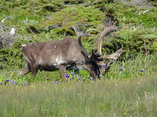 Male Woodland Caribou grazing in the summer shrubs and lichens in the late afternoon 
