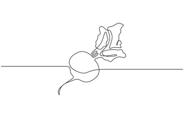 Continuous one line drawing of beetroot vegetable vector illustration. Editable outline