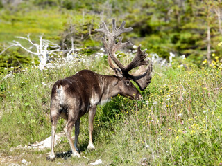 Male Woodland Caribou grazing in the summer shrubs and lichens in the late afternoon 