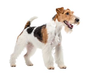 Smooth Fox Terrier A Breed Profile on transparent background