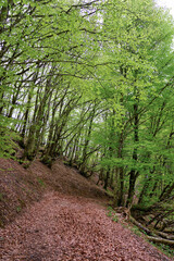 forest near Mount Antola, Genoa, Liguria, Italy