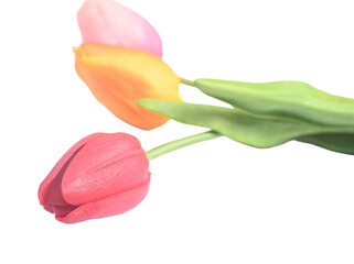 colorful easter spring flower botanical background red and pink tulips. copy space.