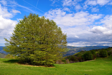 Obraz premium Pian di Cavalla ring trail, Antola Natural Park, Genoa, Liguria, Italy