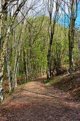 Woods near Mount Antola, Genoa, Liguria, Italy