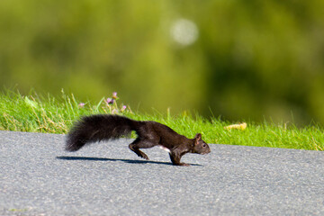 Schwarzes Eichhörnchen rennt über eine Straße  © Karin Jähne