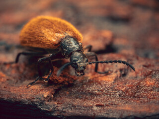 colorado potato beetle