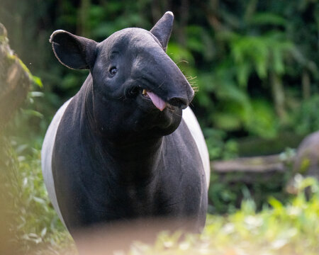 Close up tapir - Powered by Adobe