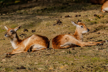 Tow deres resting in the grass