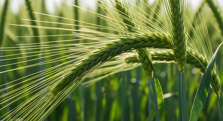 Ears of green wheat with long awns stand tall in the field under sunlight