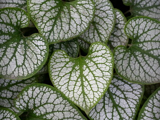 Brunnera macrophylla - beautiful leaves in garden.