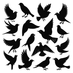 Fototapeta premium Thirteen diverse black bird silhouettes collection