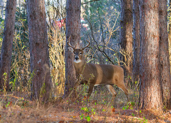 White-tailed deer buck walking through the forest during the autumn rut in Canada