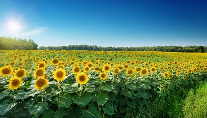 Obraz premium vibrant sunflower field under a clear blue sky with lush greenery and bright sunshine