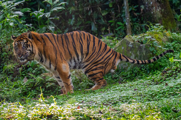 tiger in the zoo