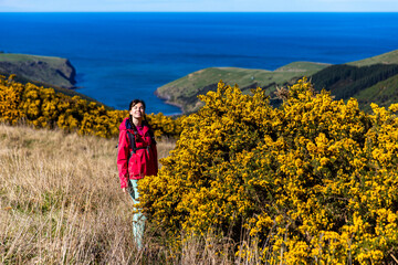 Hiker girl stands beside blooming gorse in Hinewai Reserve, Banks Peninsula, South Island, New...
