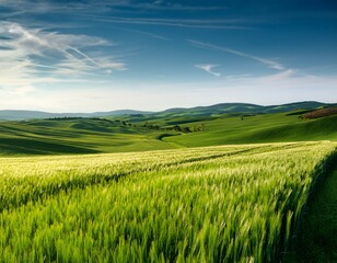 Obraz premium green rolling wheat fields