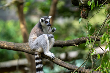 ring tailed lemur