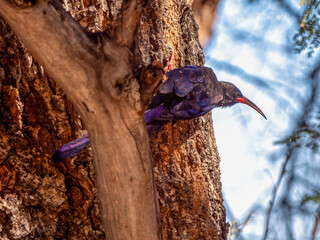 A wood hoopoe, also known as a kakelaar (Phoeniculus purpureus), taking flight.