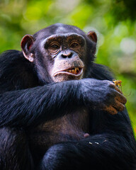 A close-up capture of a chimpanzee in a lush forest