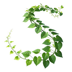 Green vine forming the letter s isolated on transparent background