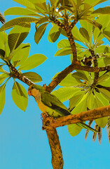 Parrot on a Tree Branch with Green Leaves and Blue Sky