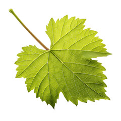 Vibrant green grape leaf isolated on transparent background