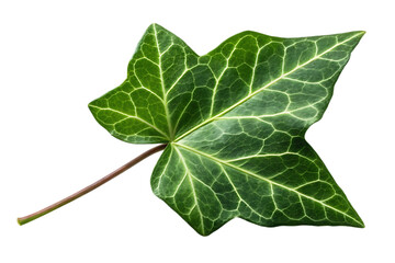 Single green ivy leaf with detailed veins isolated on transparent background