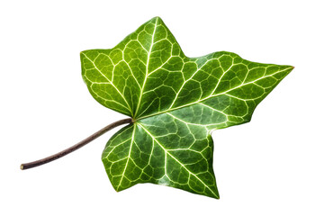 Green ivy leaf with detailed veins isolated on transparent background