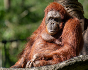
An intimate close-up of an orangutan relaxing on a branch