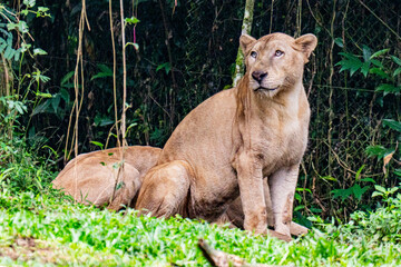 lion cub in the grass