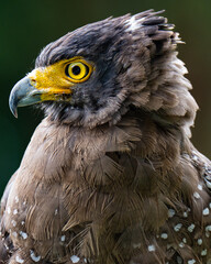 close up of an eagle