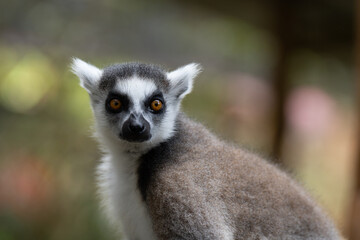 ring tailed lemur sitting on the ground