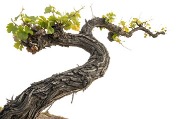 Ancient gnarled grapevine trunk with green leaves isolated on transparent background