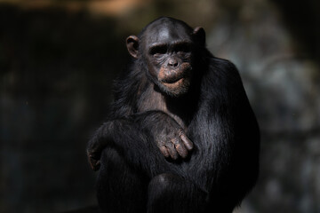 A serene image of a chimpanzee sitting in a tranquil pose within its natural environment,