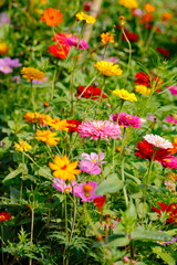 red and white flowers