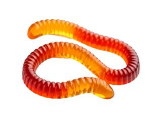 Gummy worm. Candy for Halloween, yellow and red striped gummy worm, isolated on white background.