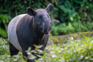 Fototapeta premium black rhino walking in grass