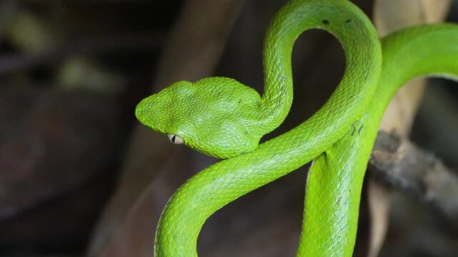 green grass snake