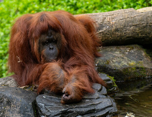 Pensive Orangutan Relaxing by a Stream in Natural Setting