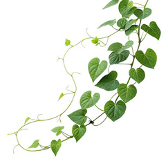 Green heart shaped leaves vine isolated on transparent background